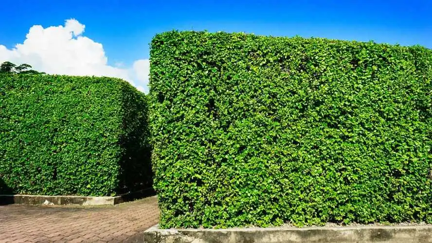 晋江城市绿化护栏规范 晋江城市绿化护栏规范