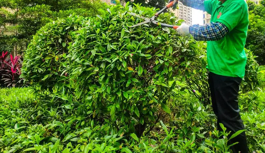 缺乏专业园丁,园林美化效果大打折扣 缺乏专业园丁,园林美化效果大打折扣