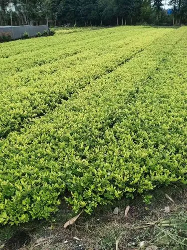 浙江园林绿化工程资质加盟 浙江园林绿化工程资质加盟
